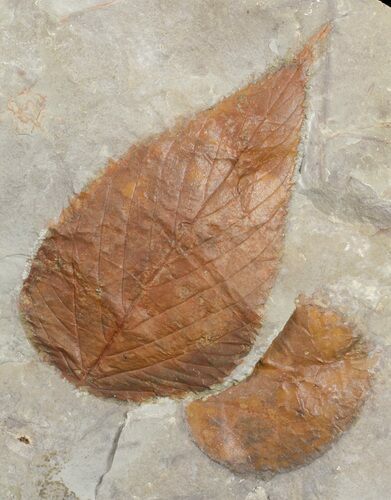 Two Paleocene Fossil Leaves (Celtis & Zizyphoides) - Montana #71523